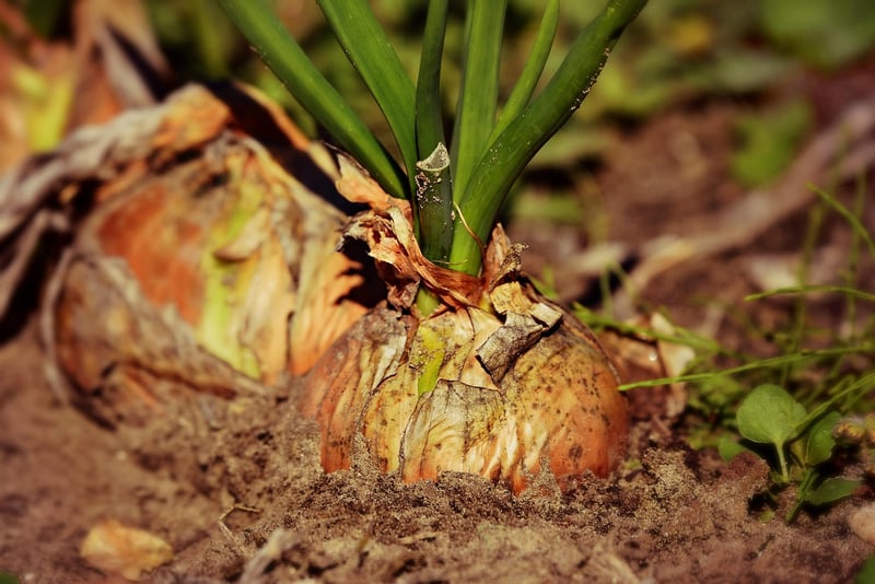 Soil Types