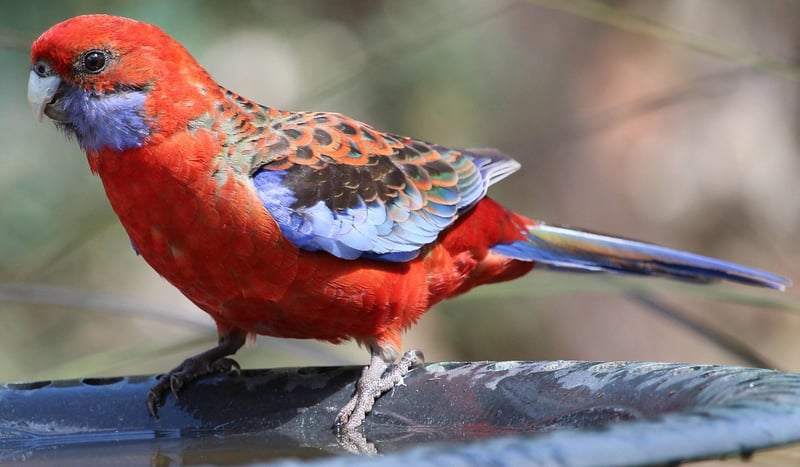 Birdbath