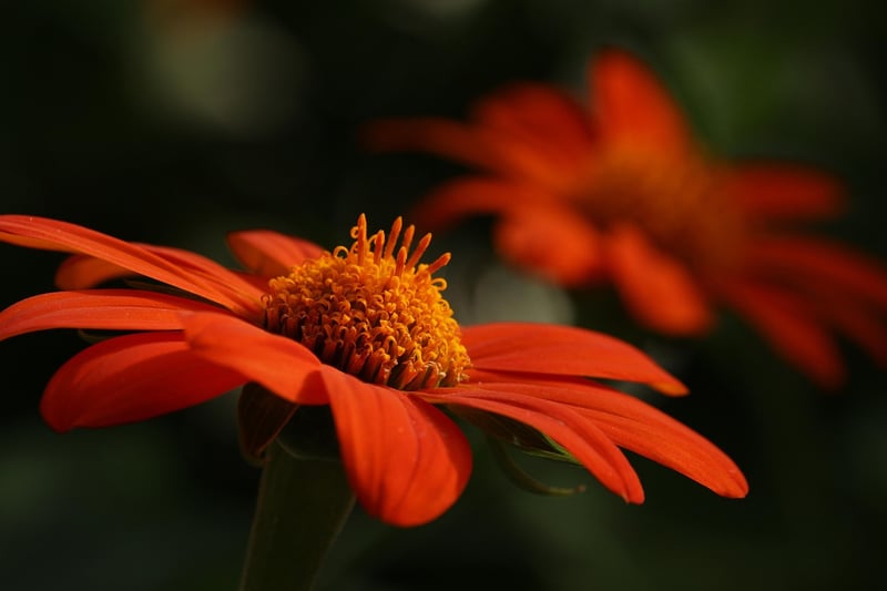 Flower Beds