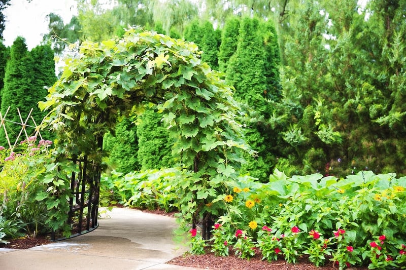 Pergola