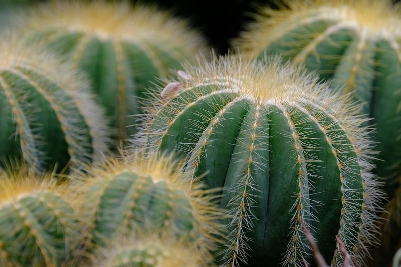 Succulents in sandy soil
